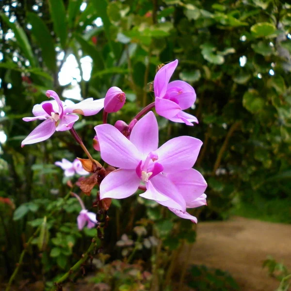 Enfoque Selectivo Una Flor Púrpura Orquídea Brote Del Racimo Púrpura —  Fotos de Stock