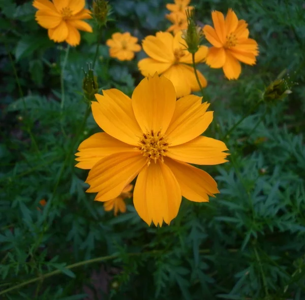 Close Van Een Oranje Kleur Kosmos Zwavelreus Bloem — Stockfoto