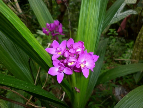 Banda Fioletowych Kwiatów Orchidei Ogrodzie — Zdjęcie stockowe