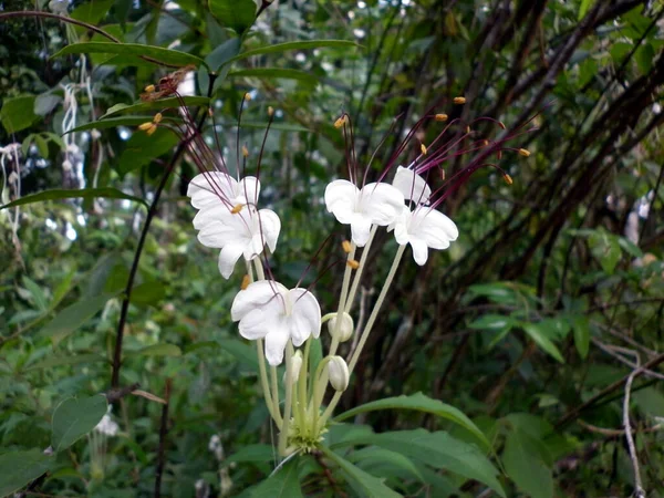 有选择地专注于奇形怪状的两朵罕见的白色花朵 长长的茎从罕见的白色花朵中抽出 — 图库照片