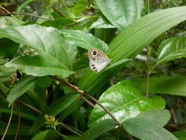 Yeşil yaprağın üzerindeki beyaz dört halkalı kelebeğe yaklaş