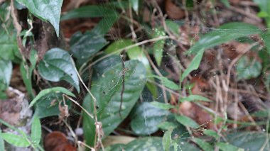 Ormanın alt seviyesinde küçük örümcek ve örümcek ağı