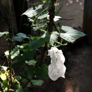 Ev bahçesinde destek çubuğu olan yılan kabağı yaprakları.