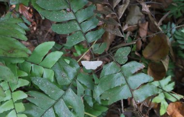 Eğreltiotu yapraklarının zemin seviyesi ve merkezde eğreltiotu üzerinde dinlenen beyaz bir güve, hem ön hem de arka plan odaklı