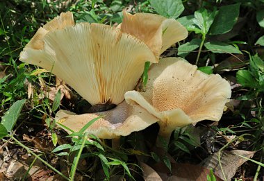Yerde çimen yapraklı üç büyük kahverengi mantarın yan görüntüsü