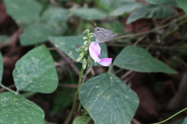 野生の花に銀の一般的な穀物を供給する準備ができて — ストック写真