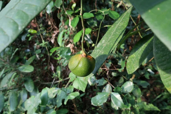 Color Verde Manzana Eva Fruta Prohibida Cuelga Del Tallo Día — Foto de Stock