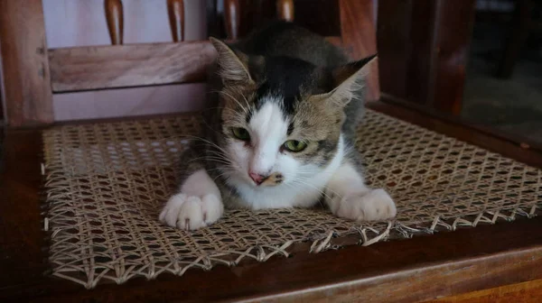 Close Cute White Black Cream Color Calico Cat Sitting Chair — Stock fotografie