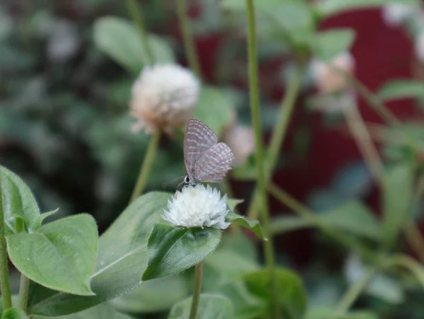 Zlomený Okřídlený Kovový Ceruleánský Motýl Krmící Bílou Květinou Listem — Stock fotografie