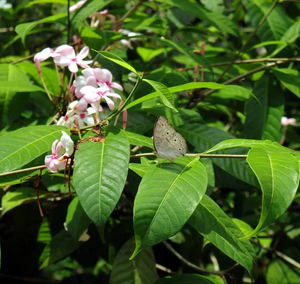 Una Mariposa Marica Gris Una Hoja Planta Con Flores Primer —  Fotos de Stock