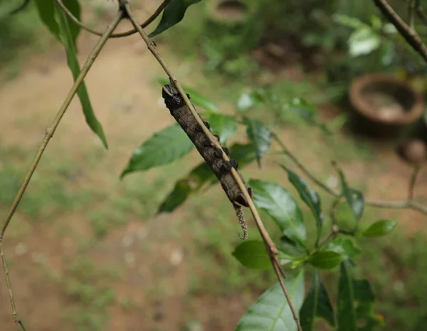 Head View Wired Shape Large Caterpillar Tree Branch — Stock Photo, Image