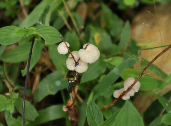Blick Von Oben Auf Ein Paar Weiße Pilze Die Auf — Stockfoto