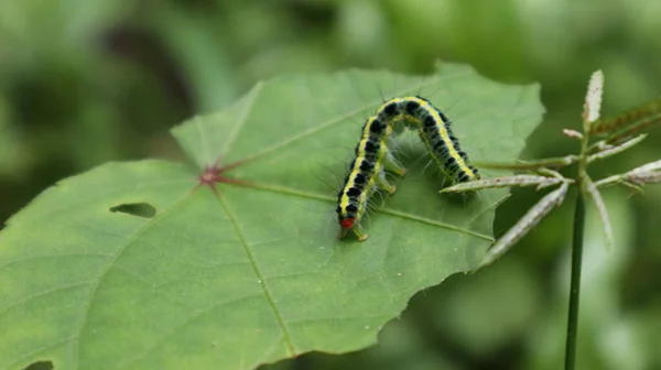 Een Rups Met Verschillende Kleuren Zwarte Stippen Eet Een Groen — Stockfoto