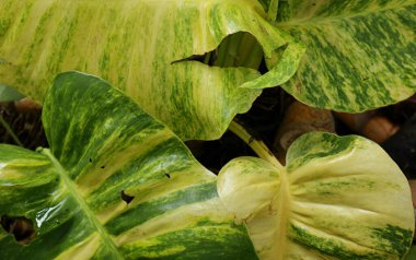 Şeytanın sarmaşık yapraklarının az sayıdaki (Epipremnum aureum) genel görünümü