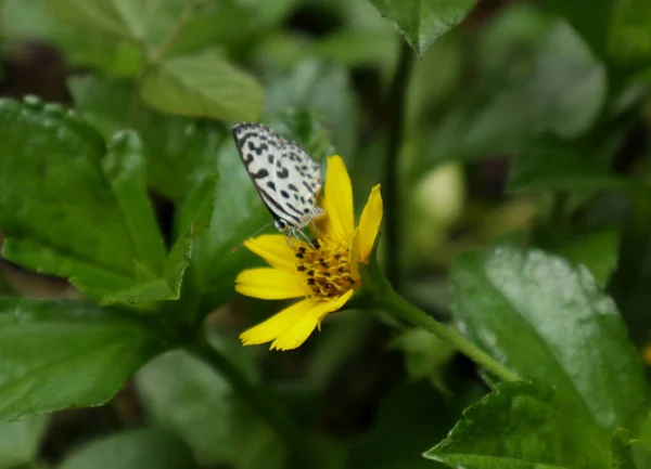 Uma Flor Amarela Curvada Néctar Alimentando Borboleta Pierrot Comum Partir — Fotografia de Stock