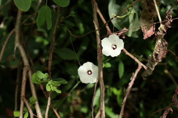 Закрытие Дикого Белого Цветка Веткой Дерева Несколькими Сухими Листьями — стоковое фото