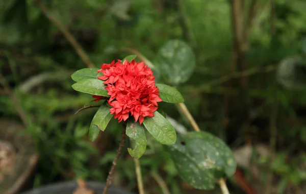 Zblízka Červené Džungle Muškát Ixora Coccinea Květiny Shluk Graden — Stock fotografie