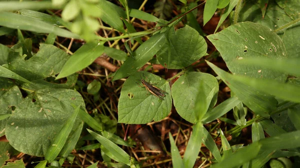 Ansicht Einer Braunen Heuschrecke Auf Einem Großen Blatt Umgeben Von — Stockfoto