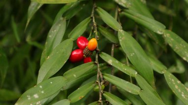 Yaban sarmaşığında yapraklarla olgunlaşan tohumlara yaklaş.