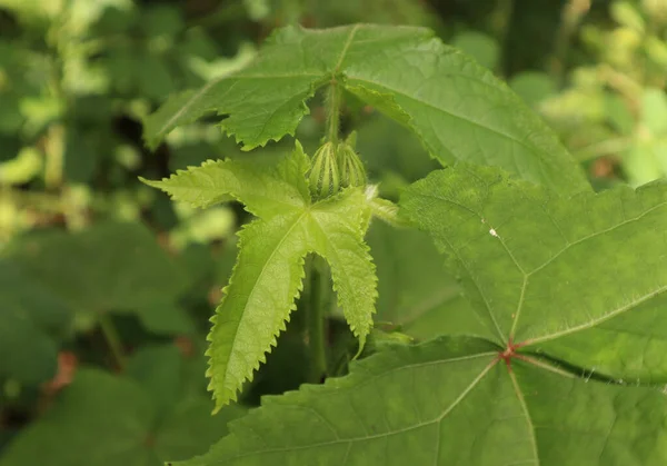 Dois Botões Peludos Com Poucas Folhas Uma Planta Muskmallow Abelmoschus — Fotografia de Stock