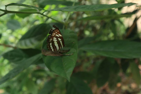 Fechar Uma Borboleta Comum Sailer Uma Folha Verde — Fotografia de Stock