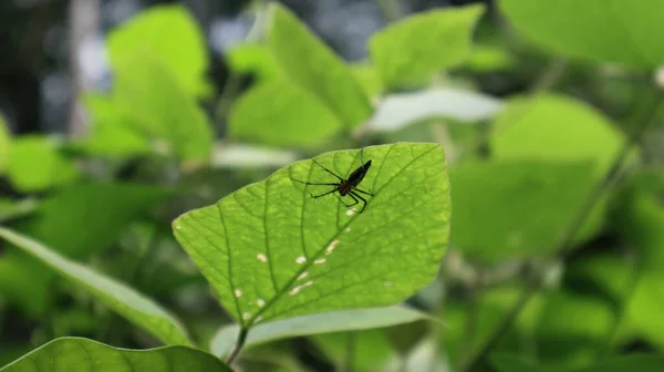 Uma Aranha Escondida Parte Inferior Uma Folha Verde Com Folha — Fotografia de Stock