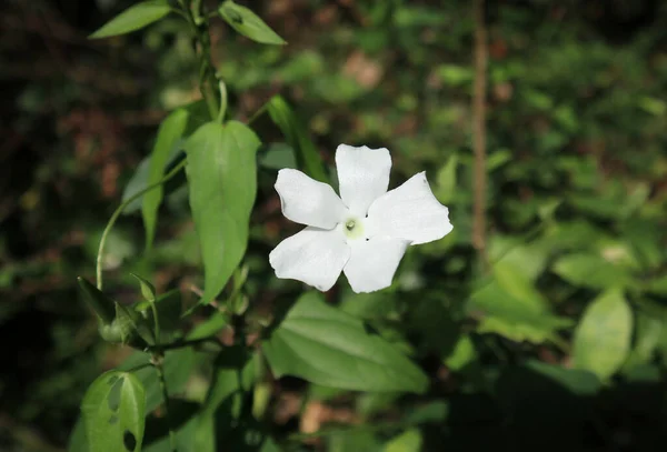 Doğrudan Güneş Işığına Maruz Kalan Vahşi Sarmaşıkta Açan Beyaz Çiçeğe — Stok fotoğraf