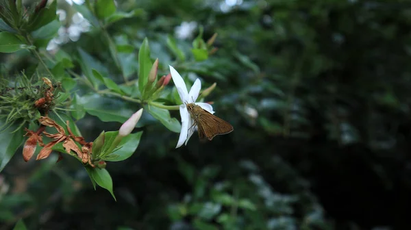 白いピチャの花からの小さなブランドの迅速な蝶の餌蜜の閉鎖 — ストック写真