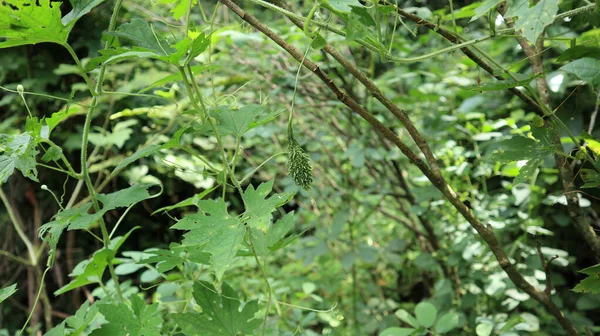 Bitter Gourd Vine Growing Dry Support Branch Hanging Bitter Gourd — Stock Photo, Image