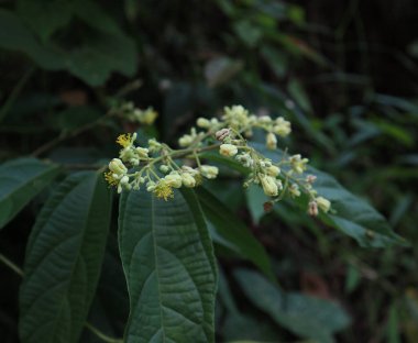 Küçük çiçek ve tomurcukları kapayın. Mikrokolar paniklesin.