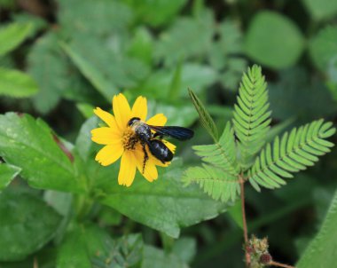 Sarı bir çiçekten nektar içen marangoz arısına yaklaş.