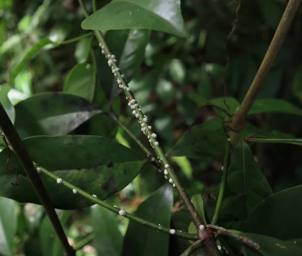 Poche Squame Cerose Gambo Albero Selvatico — Foto Stock