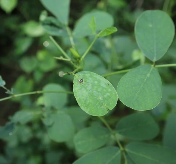 Uma Pequena Aranha Listrada Azul Preta Topo Uma Folha Cassia — Fotografia de Stock