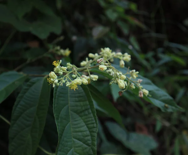 Închideți Florile Mici Mugurii Planta Microcos Paniculata — Fotografie, imagine de stoc