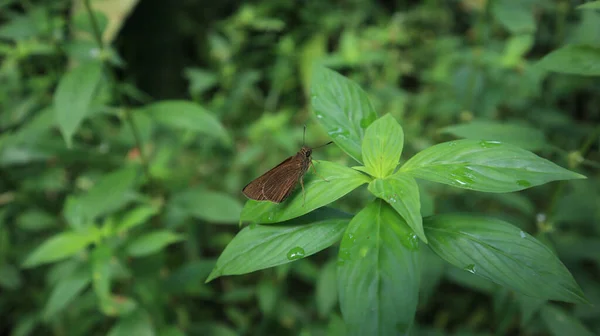 Detailní Záběr Malého Značkového Rychlého Motýla Spočívajícího Vršku Malé Divoké — Stock fotografie