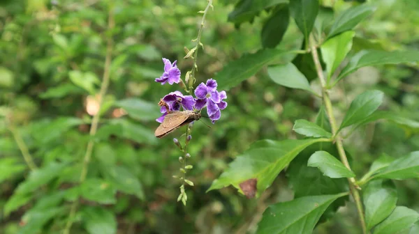 Blízký Záběr Nektaru Který Pije Spojuje Rychlým Motýlem Který Horizontálně — Stock fotografie