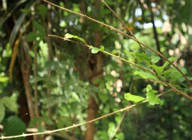 A tiny orange color spider sitting on its web, spider's web built between few branches of plant