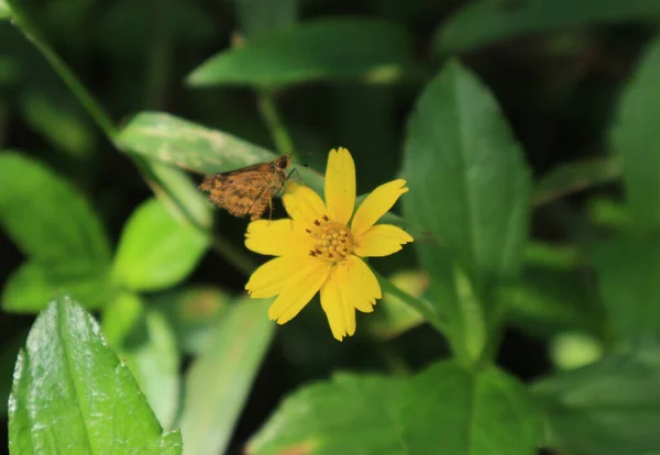 Close Butterfly Similar Dark Palmdart Yellow Flower —  Fotos de Stock