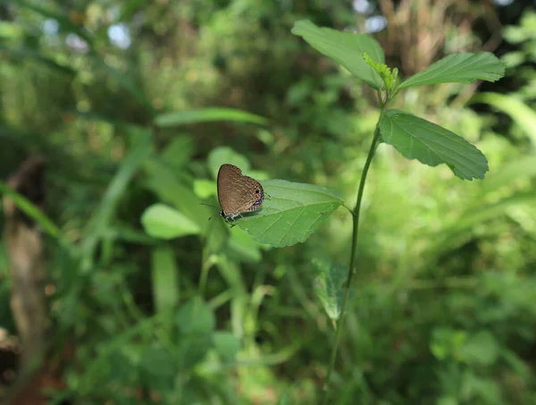 Side View Dark Cerulean Butterfly Perched Sida Alnifolia Leaf — Stok fotoğraf
