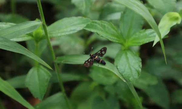 一种有斑点的飞蛾 栖息在草叶上 — 图库照片