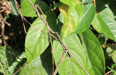 Güneyli erkek bir yusufçuk böceğinin doğrudan güneş ışığının altında ölü bir sarmaşığın tepesinde oturduğunu görüyoruz.