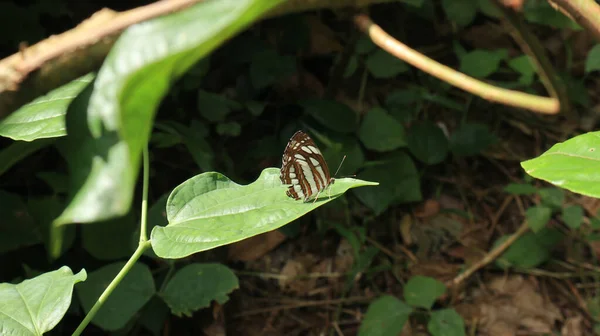 野生の葉を通して見る直射日光の下で緑の葉の上に折り畳まれた翼を持つ一般的なセイラー蝶 — ストック写真