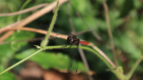 棕背红沼泽地鹰蜻蜓坐在毛茸茸的葡萄藤上的脸和翼尖 — 图库照片