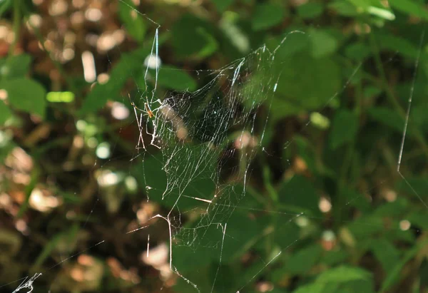 Close View Broken Spider Web Sunlight Hits Shines Spider Who — Stock Photo, Image