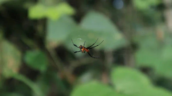 Gros Plan Une Araignée Couleur Rouge Noire Sur Toile Dans — Photo