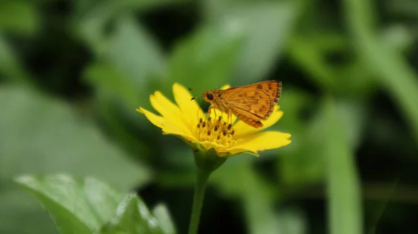 Close Uma Borboleta Comum Dartlet Bebendo Néctar Uma Flor Semente — Fotografia de Stock