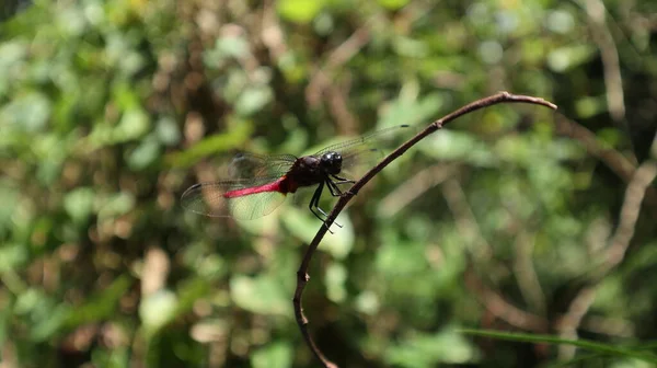 Close Red Tailed Pennant Dragonfly Perched Top Stick Bright Background — Stock Photo, Image