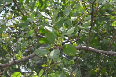 Dal ucunda yetişen olgunlaşmamış bir mangrov elma meyvesi (sonneratia caseolaris) görüntüsü