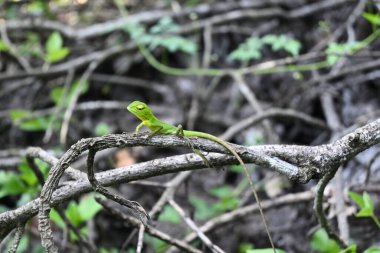 Düşen kuru bir dalın tepesinde oturan meraklı bir bebek, sıradan yeşil orman kertenkelesi (Calotes calotes).