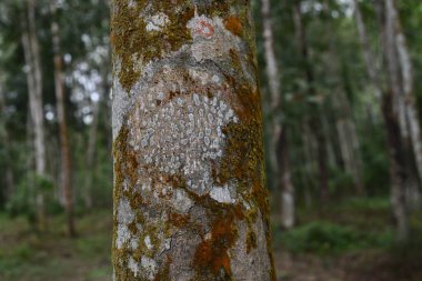 Kauçuk ağaç gövdesi yüzeyinde büyüyen liken, pogonatum ve alglerin görüntüsü benzersiz desenler oluşturur.